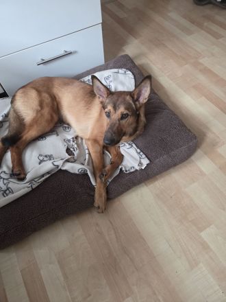 Belgischer Schäferhund-Mischling