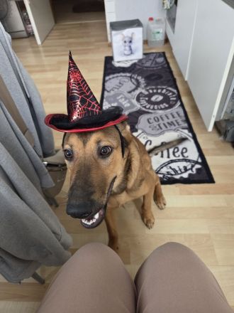 Belgischer Schäferhund-Mischling