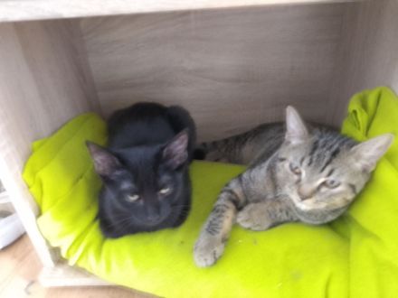 Zwei katzen Babys suchen