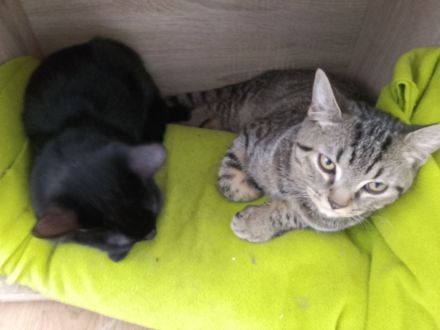 Zwei katzen Babys suchen