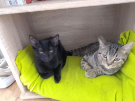 Zwei katzen Babys suchen