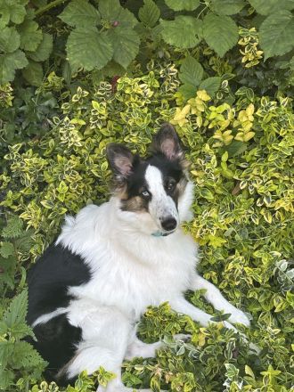 Süßer Hund