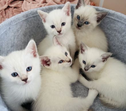Siam / BKH mix Kitten