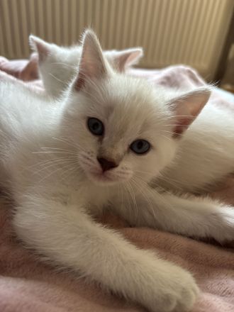 Siam / BKH mix Kitten