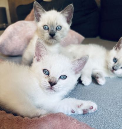 Siam / BKH mix Kitten