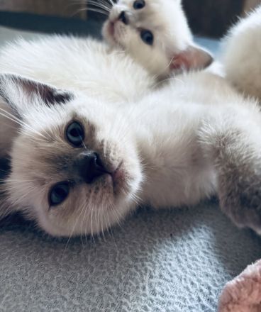 Siam / BKH mix Kitten