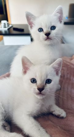 Siam / BKH mix Kitten