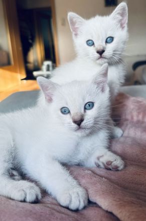 Siam / BKH mix Kitten