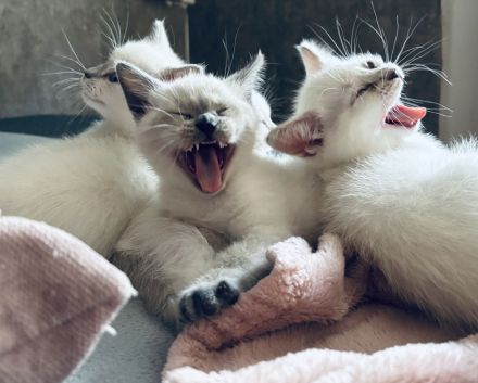 Siam / BKH mix Kitten
