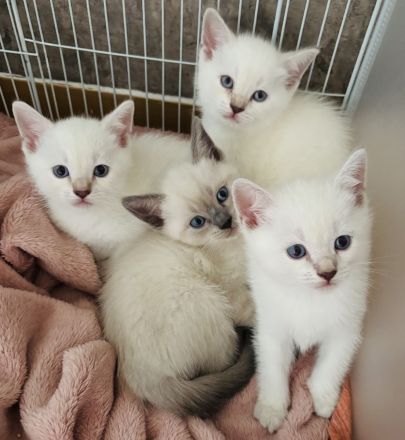 Siam / BKH mix Kitten