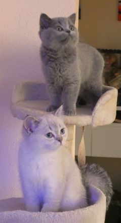 Unsere kleinen BKH/BLH Schätze suchen ihr Für immer Zuhause