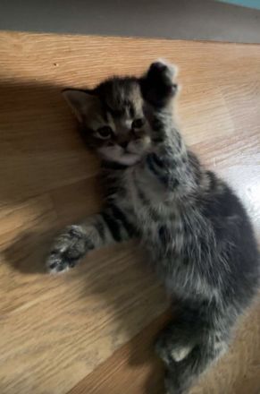 Süße kitten abzugeben