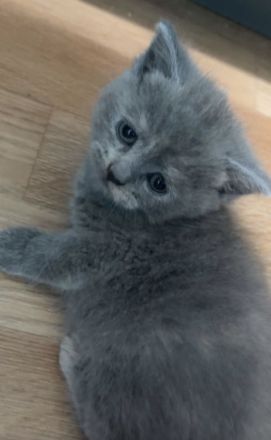 Süße kitten abzugeben