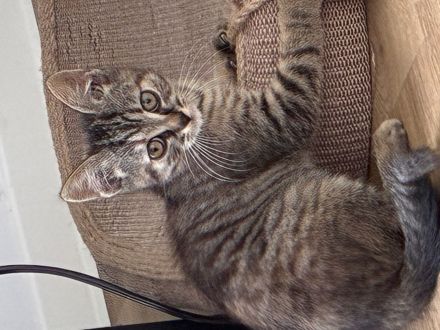 BKH-Mix Kitten Katzebabys