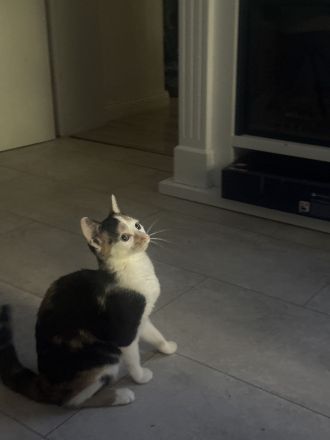 Glückskatze sucht neues Zuhause