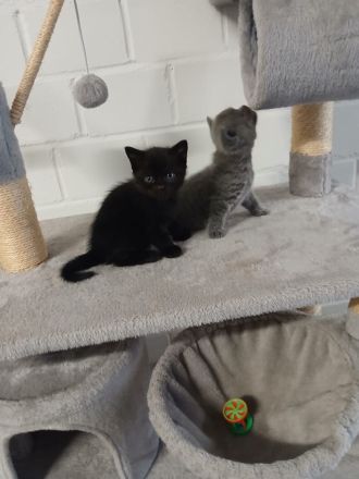🐱 Liebevolle junge Katze sucht ein schönes Zuhause 🏡❤️