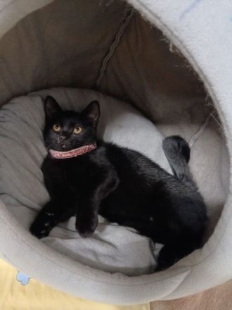 🐱 Liebevolle junge Katze sucht ein schönes Zuhause 🏡❤️
