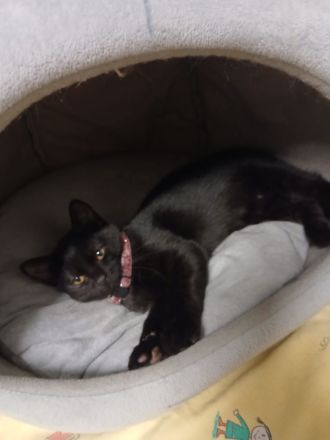 🐱 Liebevolle junge Katze sucht ein schönes Zuhause 🏡❤️