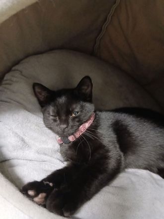 🐱 Liebevolle junge Katze sucht ein schönes Zuhause 🏡❤️