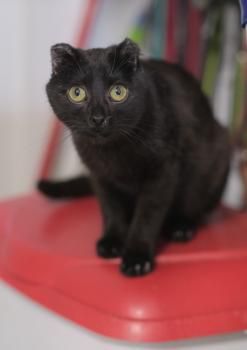 Oli