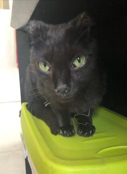 Oli