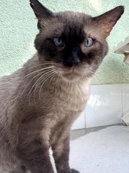 Castor, FIV positiv