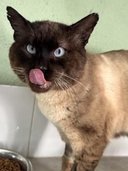 Castor, FIV positiv