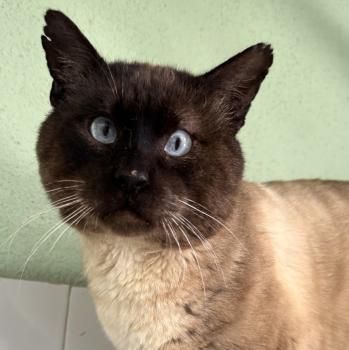 Castor, FIV positiv