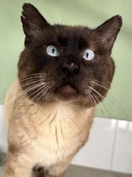 Castor, FIV positiv