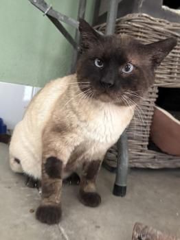 Castor, FIV positiv