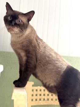 Castor, FIV positiv