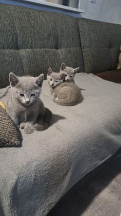 Russische blau Katze