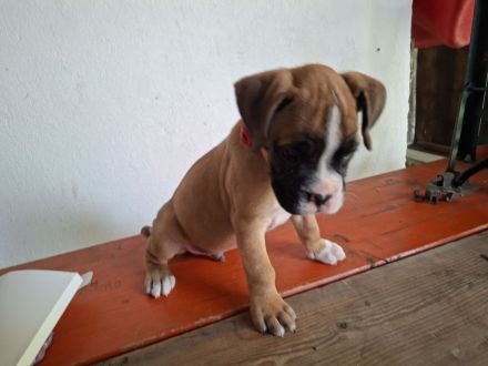 Boxerwelpen