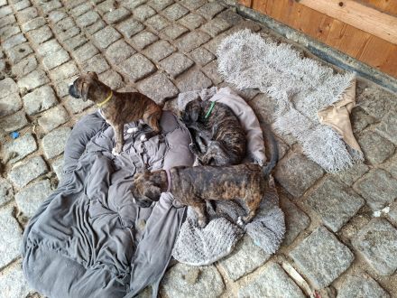 Boxerwelpen