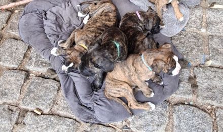 Boxerwelpen