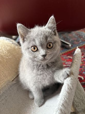 BKH Kitten mit Stammbaum