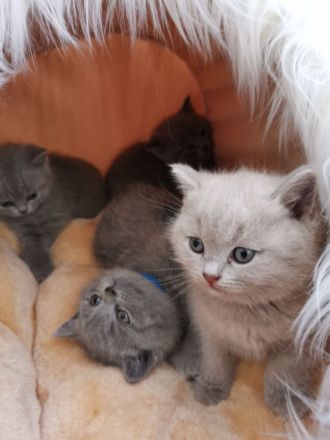 BKH Kitten mit Stammbaum