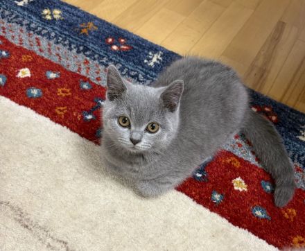 BKH Kitten mit Stammbaum, geimpft