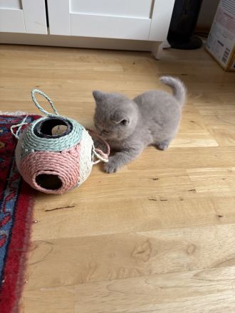 BKH Kitten mit Stammbaum