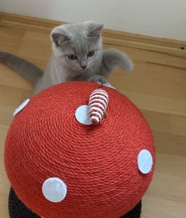 BKH Kitten mit Stammbaum