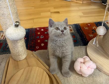 BKH Kitten mit Stammbaum, geimpft