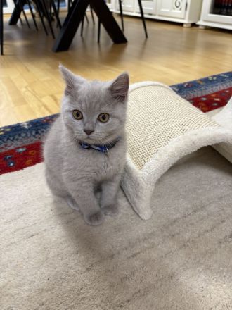 BKH Kitten mit Stammbaum, geimpft