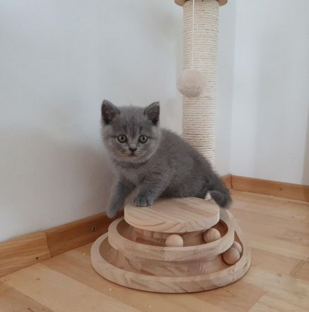 BKH Kitten mit Stammbaum