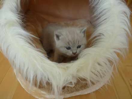 BKH Kitten mit Stammbaum