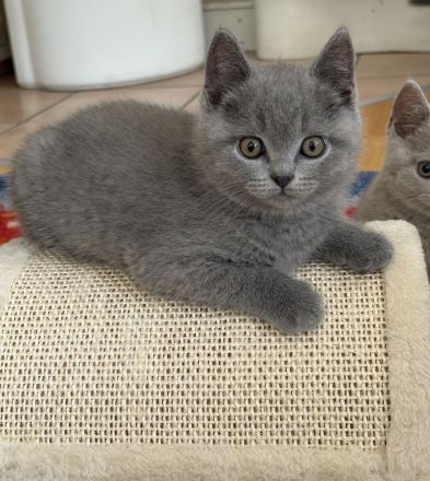 BKH Kitten mit Stammbaum
