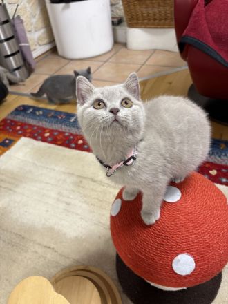 BKH Kitten mit Stammbaum, geimpft
