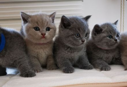 BKH Kitten mit Stammbaum