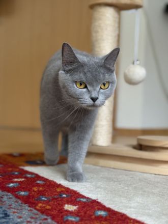 BKH Kitten mit Stammbaum