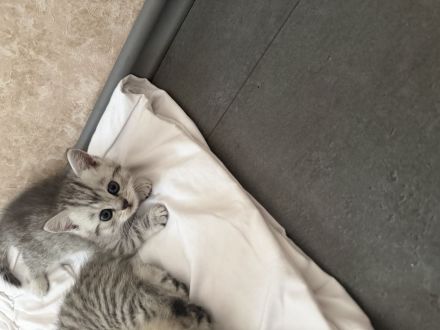Bkh kitten zu verkaufen
