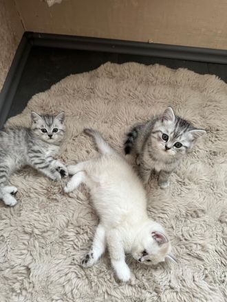Nur noch 2 Bkh kitten übrig